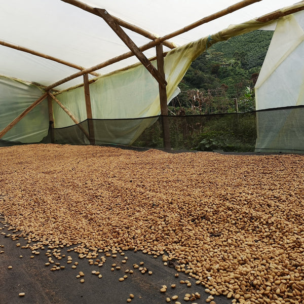 DECAF - Amenaza Menor