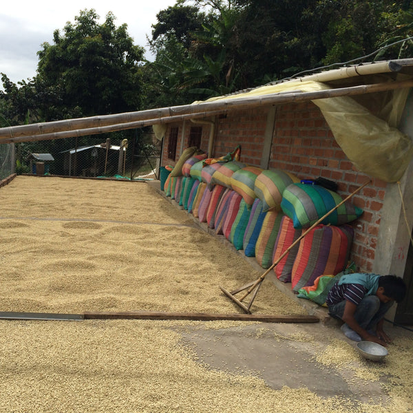 COLOMBIE - El Copito