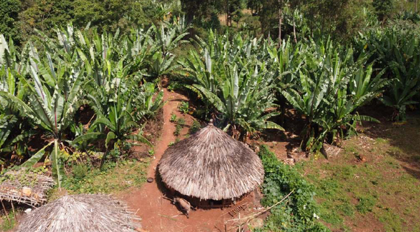 ETHIOPIE - Banko Chelchele