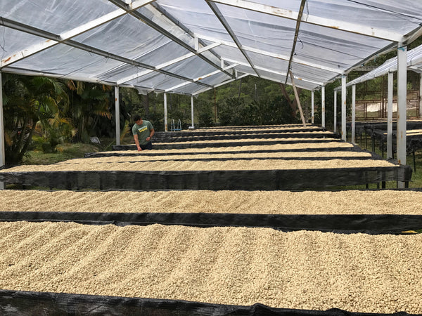 Honduras - Caballero Collective #6