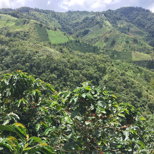 COLOMBIE - Bella Vista #2