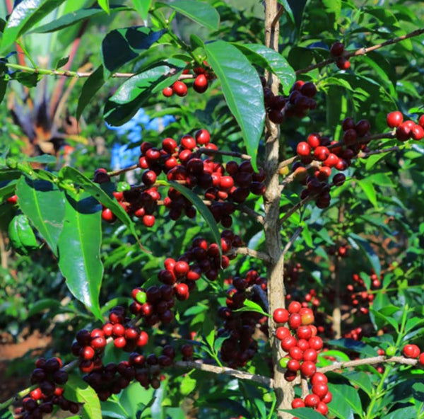 ETHIOPIE - Kelloo Chelchele