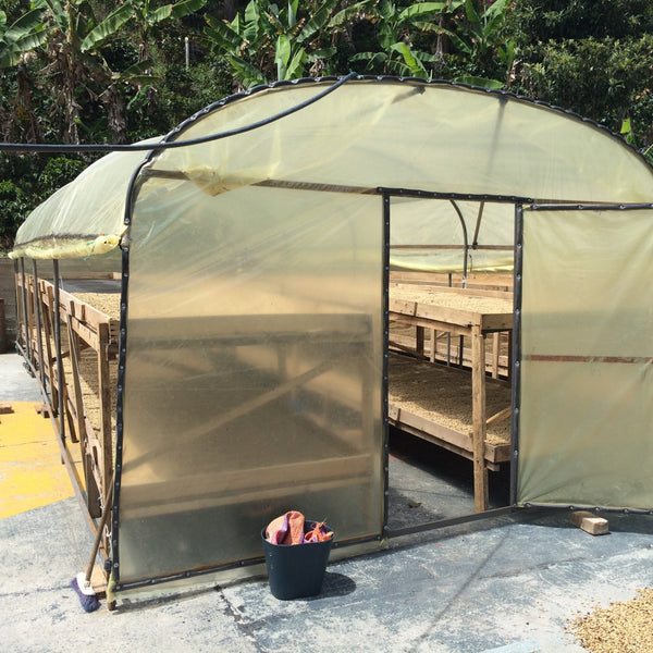 COLOMBIE - El Copito