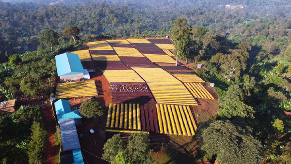 ETHIOPIE - Banko Chelchele