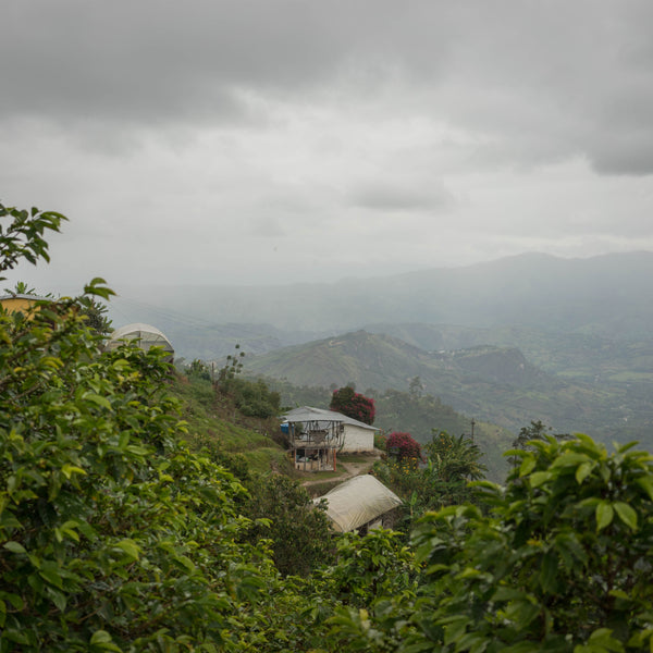 COLOMBIE - El Copito