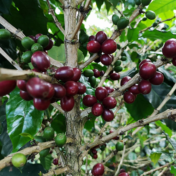 DECAF - Amenaza Menor
