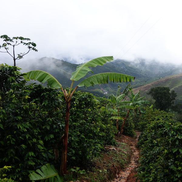 COLOMBIE - El Copito