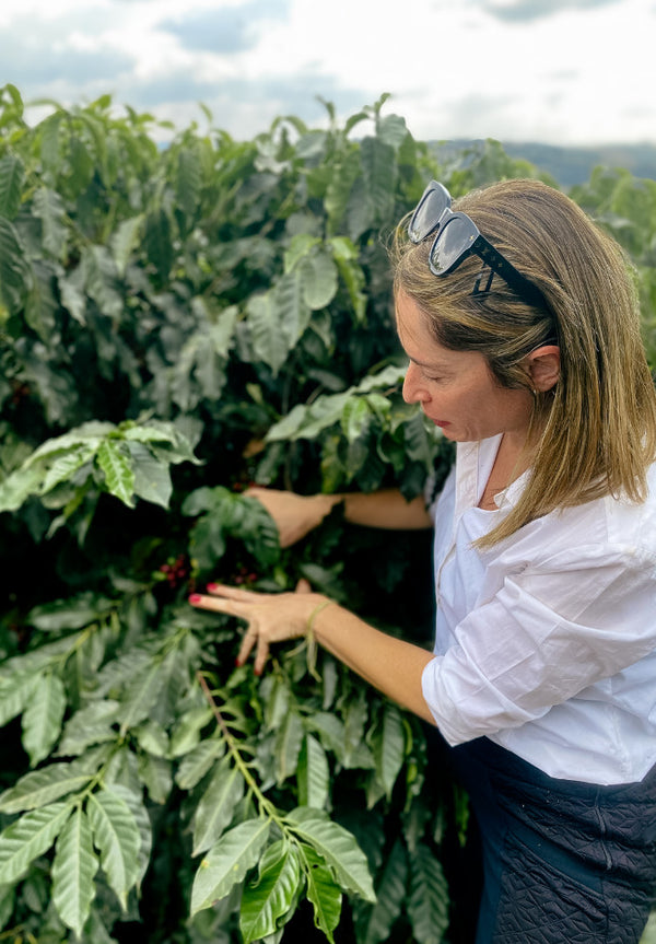 First Bin - Cerrado Mineiro