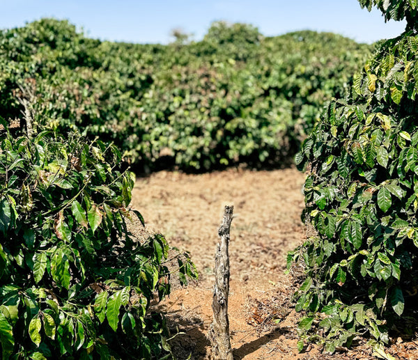 First Bin - Cerrado Mineiro