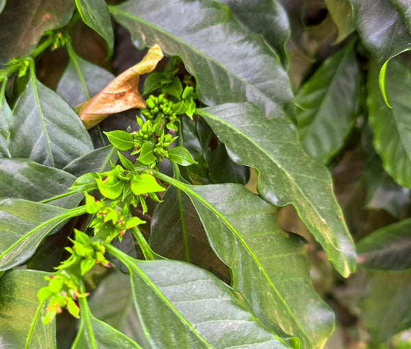 First Bin - Cerrado Mineiro