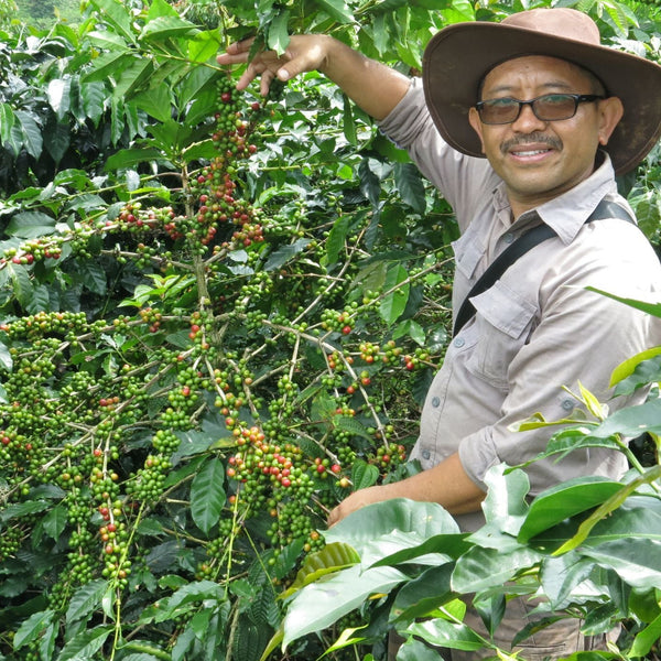 INDONÉSIE  - Frinsa Estate