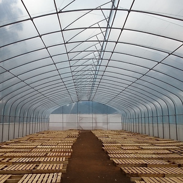 INDONÉSIE  - Frinsa Estate