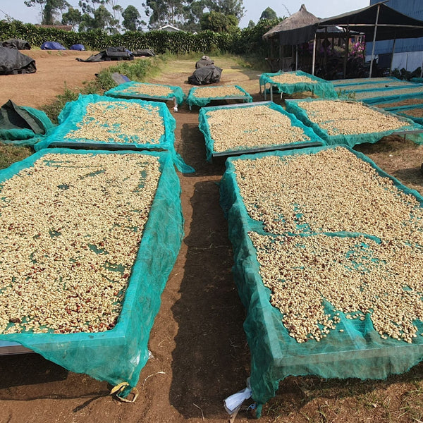 INDONÉSIE  - Frinsa Estate