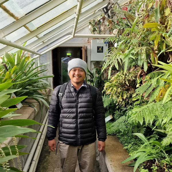 INDONÉSIE  - Frinsa Estate