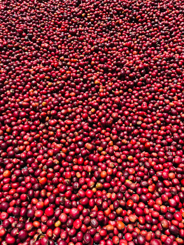 ETHIOPIE - Shantawene