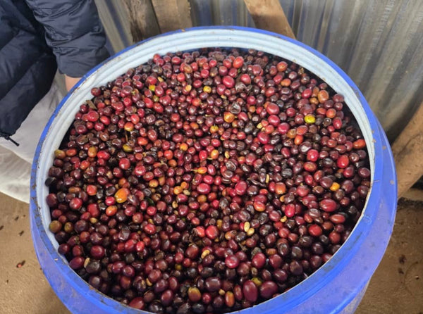 ETHIOPIE - Shantawene