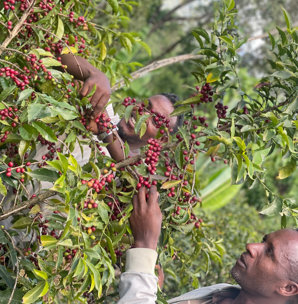 ETHIOPIE - BENSA SHANTAWENE
