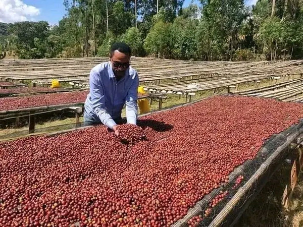 ETHIOPIE - BENSA SHANTAWENE